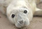 The Scottish SEA LIFE Sanctuary combines a spectacular aquarium with a busy seal rescue facility
