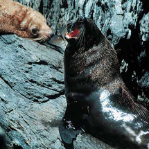 Unbranded Seal Coast Safari - Adult