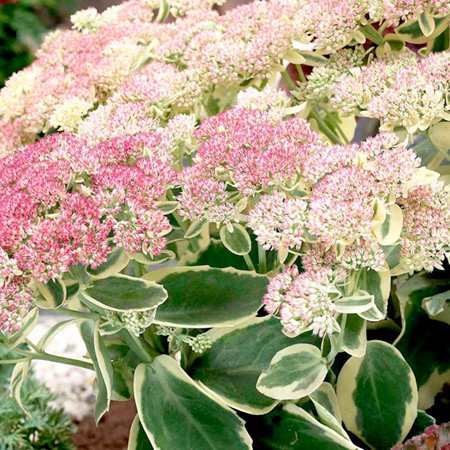 Unbranded Sedum Elsies Gold Plants Pack of 3 Pot Ready