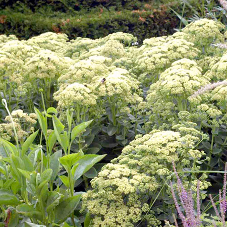 Unbranded Sedum Plant Collection Pack of 3 Potted Plants