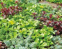 Unbranded Sedum Plants - Little Urchins