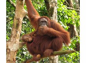 Visit Semengok Wildlife Rehabilitation Centre for the chance to get close to wonderful orang utans.