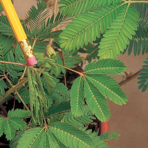 Sensitive Plant Seeds