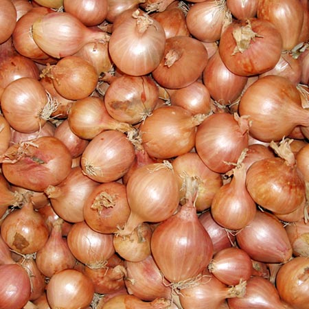 Unbranded Shallot Ambition F1 Average Seeds 90