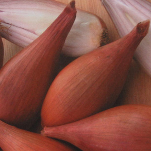 Long  banana shaped shallots with attractive  shiny  copper brown skins and crisp  white flesh. They