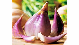 Unbranded Shallot Bulbs - Griselle