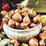 Unbranded Shallot Bulbs: Springfield 173845.htm