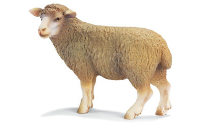 Unbranded Sheep Standing