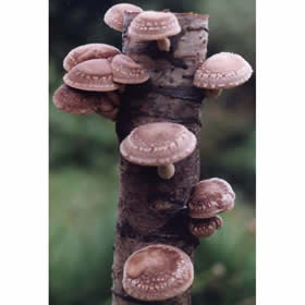 Traditional gifts - Shiitake Mushroom Log (dd)