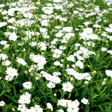 Unbranded Silene Gypsy Average Seeds 45