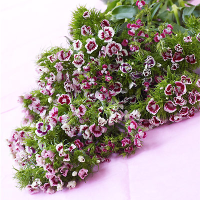 Unbranded simply Interflora - British Sweet William