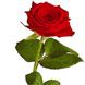 Single Red Rose with Courier Delivery