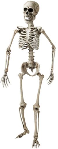 Unbranded Skeleton 160cm Prop