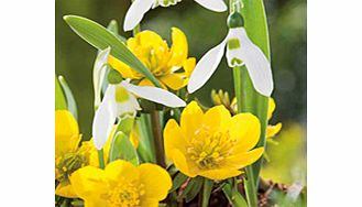 Unbranded Snowdrop Bulbs - Elwesii