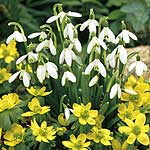 Unbranded Snowdrop Single