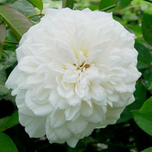 Unbranded Sombreuil Climbing - Climbing Rose