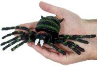 A big scary tarantula style spider with a squeaky abdomen.  Mind those mandibles!