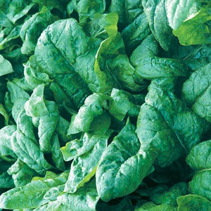 Spinach F1 Scenic Seeds