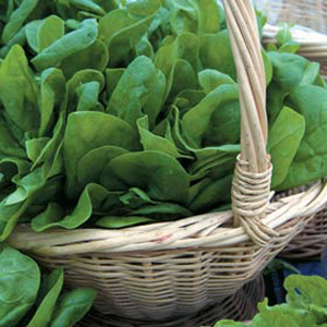 Unbranded Spinach Medania Seeds