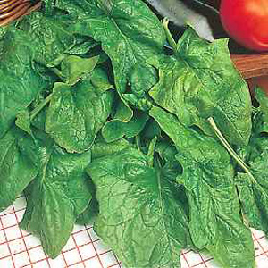 Unbranded Spinach Palco F1 Seeds