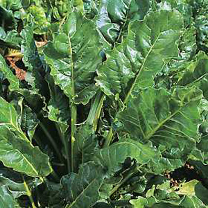 Unbranded Spinach Perpetual Seeds