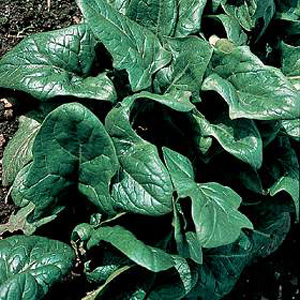 Unbranded Spinach Tetona F1 Seeds