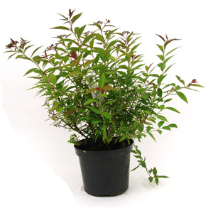 Unbranded Spiraea japonica Shirobana