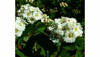 Unbranded Spiraea Plant - Nipponica Snowmound