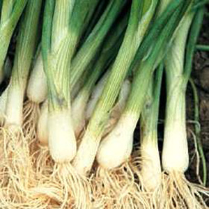 Unbranded Spring Onion Performer Seeds