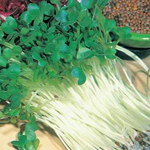 These white-stemmed sprouts have a sharp  spicy flavour that adds a tangy taste to salads and stir-f