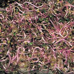 Add colour to your salads with these attractive  pinkish stems. Easy to sprout in a warm dark place 