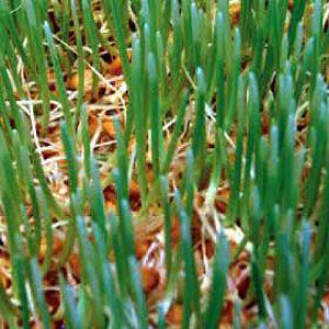 Unbranded Sprouting Seeds Wheat Wheatgrass