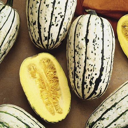 Unbranded Squash Cornells Bush Delicata Seeds 8 Seeds