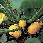 Unbranded Squash Gold Nugget Seeds