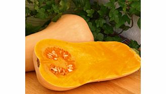 Unbranded Squash Hunter F1 Seeds