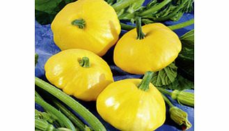 Unbranded Squash Seeds - Sunburst F1