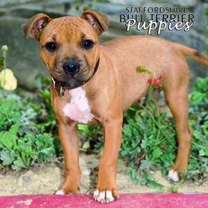 Staffordshire Bull Terrier - P Calendar