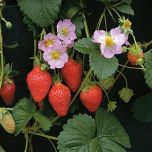 Unbranded Strawberry Florian F1 Seeds