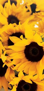 Sunflowers- Box of 12