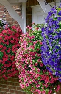 Unbranded Surfinia Petunia Mixed Pack x 5 young plants