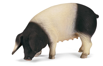 Unbranded Swabian-Hall Pig