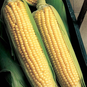 Unbranded Sweet Corn Applause F1 Seeds