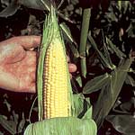 The earliest maturing `Supersweet` variety (having 2-3 times the sugar level of ordinary varieties) 