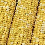 Unbranded Sweet Corn Honey Bantam F1 Seeds 439210.htm