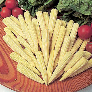 Unbranded Sweet Corn Minipop F1 Seeds