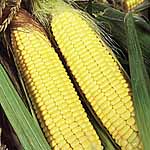 Unbranded Sweet Corn Sundance F1 Seeds 438940.htm