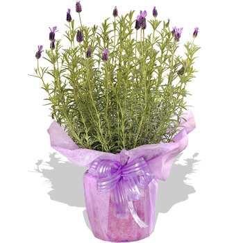 Unbranded Sweet Lavender - flowers