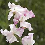 Unbranded Sweet Pea Anniversary (Plugs of Plants)