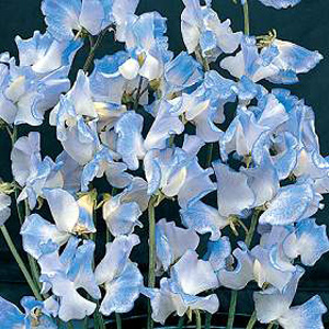 Unbranded Sweet Pea Blue Ripple Seeds