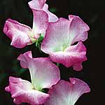 Unbranded Sweet Pea Gwendoline (Plugs of Plants) 401411.htm